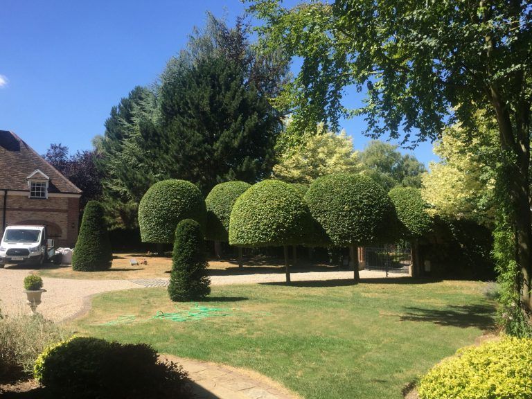 Hardy landscapes garden, office, grounds and commercial property landscape maintenance