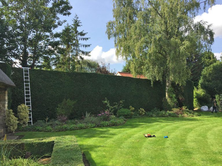 Hedge trimming garden maintenance